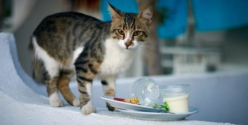 猫咪可以吃酸奶吗 酸奶对猫安全吗