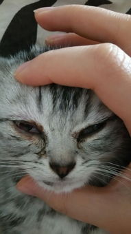 我家猫咪眼睛红肿流脓睁不开,到底怎么办啊 