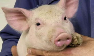 猪流行性腹泻的发病原因及防治方法,后备母猪流行性腹泻可以免细小病毒苗吗