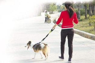 金华市养犬管理规定 公布 今年12月31日正式实施 