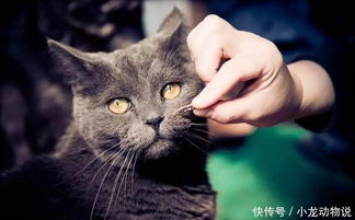 宠物猫狗领养骗局,受骗人说最多的一句话 我想领养一只宠物猫 