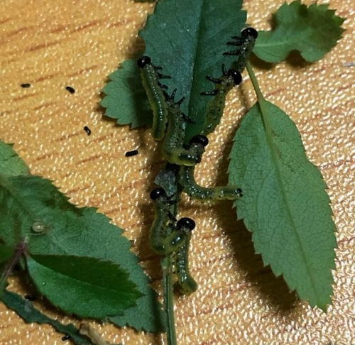 青枯病和根腐病的区别,香樟树长了专吃叶子的小青虫用什么农药效果最好