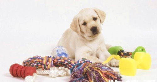 玩具对狗狗的成长及性格形成的重要意义