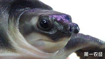 猪鼻龟要怎么养 养殖猪鼻龟的注意事项