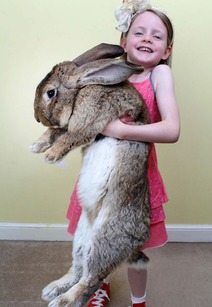 世界最大兔子长达一米 名为大流士主人爆料很贪吃 