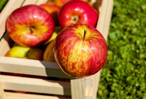你知道吗 苹果除了被称为平安果外还是 明目果 护眼水果盘点