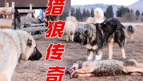 150斤的巨型猛犬中亚牧羊犬食量有多大 几只鸭子扔进去后大感意外