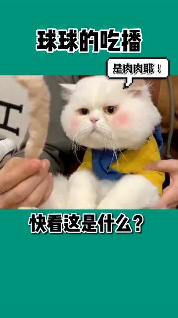 这是什么神仙猫咪,吃个零食怎么能这么可爱呢 这个铁憨憨 