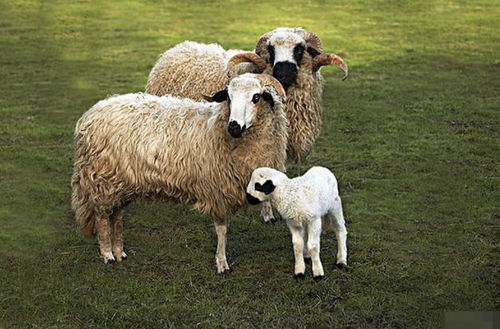 十羊有九苦 特别是1979年 未羊人 ,5月真的可怜