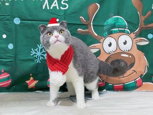 听说今年圣诞节,家里养猫的都崩溃了......