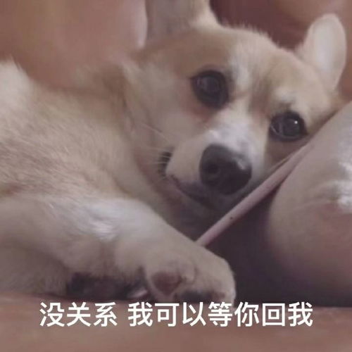 狂放不羁狗狗表情包