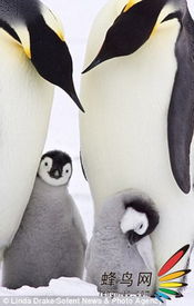 温馨企鹅家庭照 
