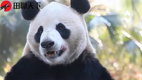 大熊猫为何不吃肉 饲养员 节约成本,怕勾起它凶残的本性 