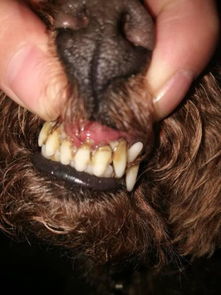 狗狗牙齿坏了怎么办 