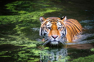 老虎生存的三要素是什么 猫科动物中老虎对这种资源的需求很特别