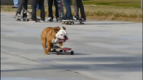 一只玩滑板玩得非常溜的狗狗,这技术,网友们表示自叹不如 
