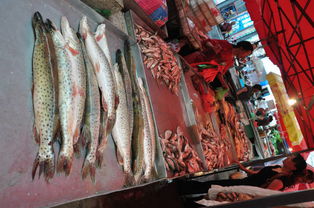 黑斑狗鱼多少钱一斤,黑斑狗鱼市场价格是多少 