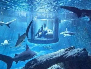 体验 水族馆建造海底宾馆 睁眼就能看到鲨鱼