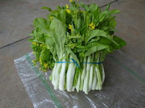 白菜苔种植时间和方法,进口早白菜苔种植的方法与技术