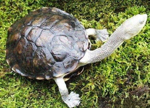 世界上脖子最长的乌龟,巨蛇颈龟脖子长达50CM