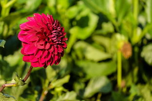 花光浓烂是什么意思，花光浓烂是什么意思啊