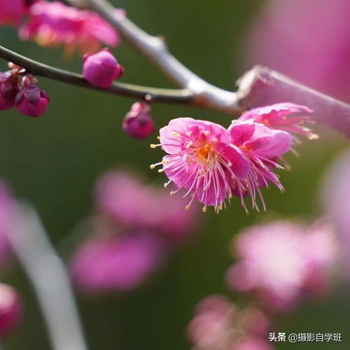 春天拍花朵,摄影有绝招,新手别犯这5个错,照片更漂亮