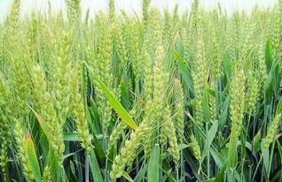 小麦属于什么作物,小麦和水稻加工的分类和主要内容