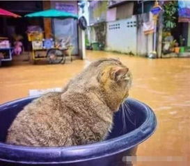 猫咪被洪水围困,独自坐在盆中怅然若失 唉,朕的江山只剩下江了 