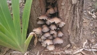 桐树根上长的蘑菇好吃不好吃
