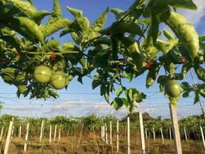 百香果如何种植才能实现高产,地栽百香果的管理技术