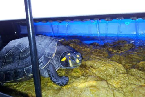 和多种鱼混养的黄头侧颈龟需要喂食吗？