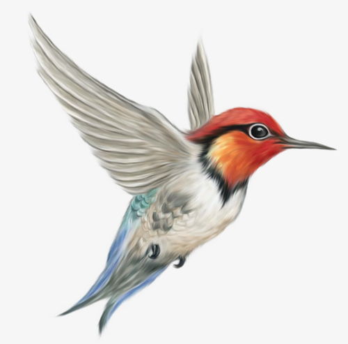 飞翔的小鸟素材图片免费下载 高清装饰图案png 千库网 图片编号4930996 