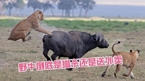 野牛只是看了一眼狮子就被猎杀,可怜的野牛成了给狮子送餐的 