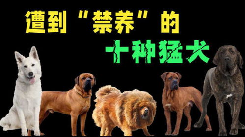 十种被世界 禁养 的猛犬,你以为它们的战斗力都是假的嘛 
