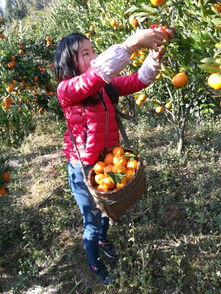 12月7日 保山百花岭首届橘子文化旅游节