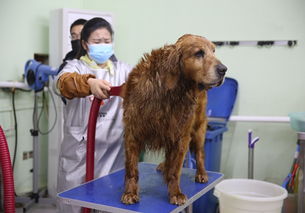 山西忻州现在学宠物美容师有前途吗
