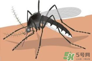 冬天为什么会有蚊子 冬天家里有蚊子怎么办