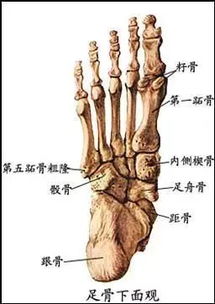 足部骨头解剖图 搜狗图片搜索