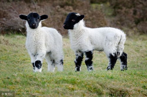 为什么初生羔羊成活率低 分享提高初生羔羊成活率几个小技巧 