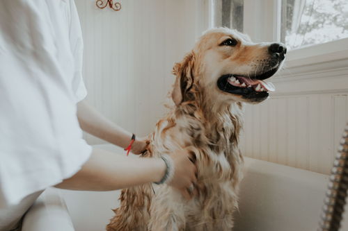 隔壁兽医 让我来康康,谁家狗狗洗完澡没多久就又有异味啦