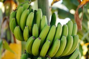 香蕉和芭蕉到底有什么区别,哪个营养更好 知道以后就别乱买了