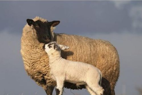 属羊人出生年月日(属羊出生年月日命运)