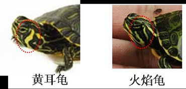 给这三只乌龟取什么名字 