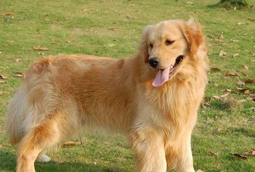 生活中5大干净又好养的狗狗,金毛和拉布拉多上榜,你养哪种