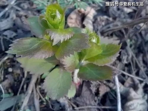 这野菜的外形像一棵小松树苗,叶子嫩嫩的,用来酱香非常美味