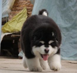 图 广州阿拉斯加幼犬多少钱一只广州哪里有卖阿拉斯加 阿拉斯加价格 广州宠物狗 