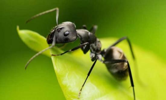 半夜全身爬满蚂蚁,室内有很多蚂蚁怎么办？蚂蚁出现的原因是什么？