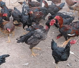 斗鸡养殖 斗鸡 山东润发特种动物养殖 产品信息 