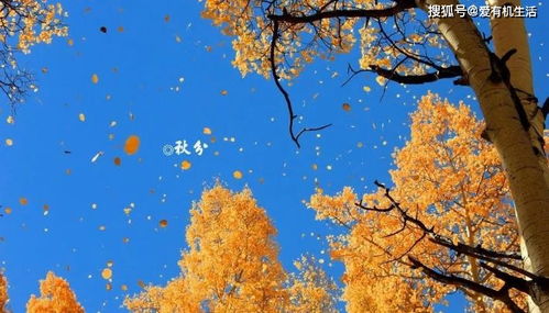秋分是什么意思,秋分的基本含义是什么