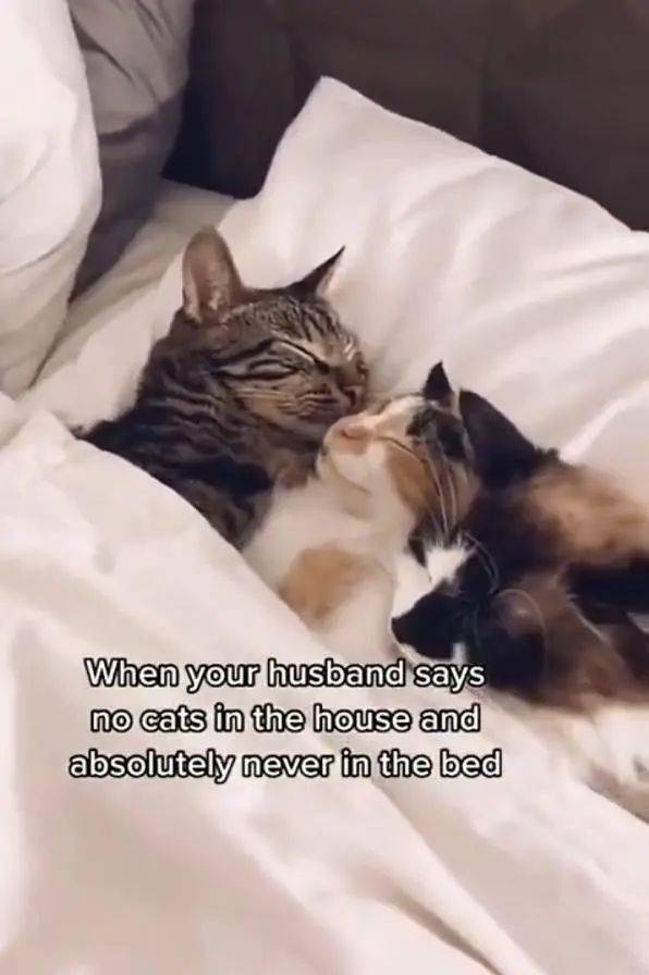 老公说家里不能养猫,即使养了也不能上床,现状 每天要和猫咪睡